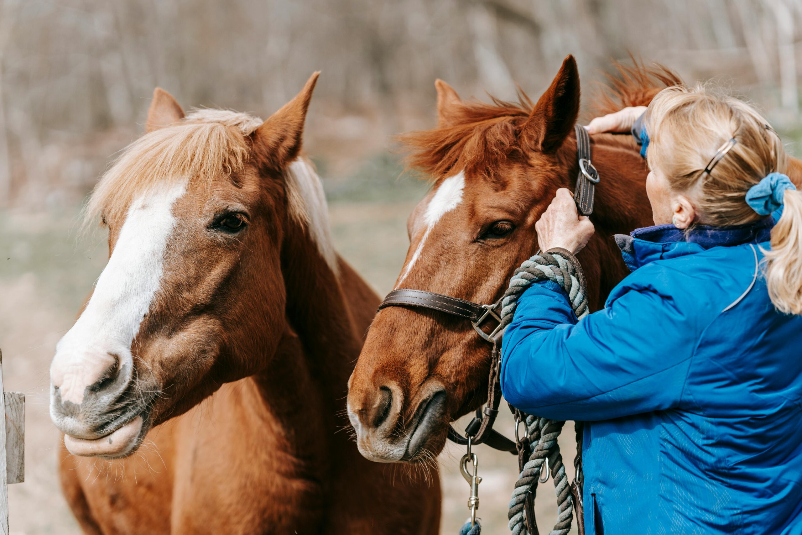 Hobby Horses: A Deep Dive into the World of a Timeless Toy